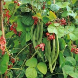 Fasolea Phaseolus coccineus