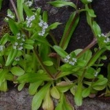 Fetica-Valerianella locusta - Img 2