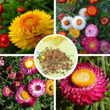 Flori de pai-Helichrysum bracteatum mix