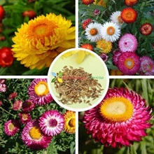 Flori de pai-Helichrysum bracteatum mix