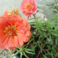 Flori de piatra-Portulaca Grandiflora