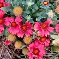 Gaillardia Aristata Arizona Red - Img 6
