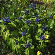 Gentiana Cruciata