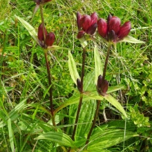 Gentiana Purpurea - Img 5