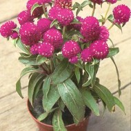 Gomphrena-Gomphrena globosa mix