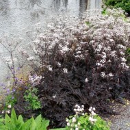 Hasmatuchi purple-Anthriscus Sylvestris RavensWing