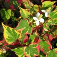Houttuynia Cordata Cameleon