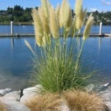 Iarba de pampas alb