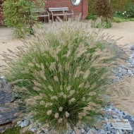 Iarba decorativa-Pennisetum alopecuroides hameln - Img 5