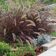 Iarba decorativa Pennisetum Setaceum Rubrum - Img 5