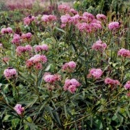 Iarba fluturilor-Asclepias incarnata - Img 6