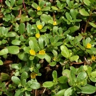 Iarba grasă-Portulaca oleracea - Img 3