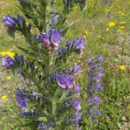 Iarba Sarpelui-Echium vulgare