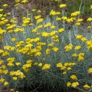 Imortela-Helichrysum arenarium-Siminoc - Img 3