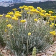 Imortela-Helichrysum italicum - Img 2