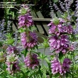 Lemon beebalm-Monarda citriodora - Img 4