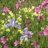 Limnanthes douglasii - Img 7