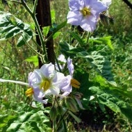 Litchi Tomato-Solanum Sisymbriifolium - Img 6
