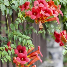 Luleaua Turcului-Campsis Radicans - Img 2