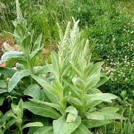 Lumanarica-Verbascum thapsus - Img 3