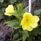 Luminita noptii-Oenothera biennis L