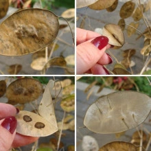 Lunaria Annua mix - Img 2