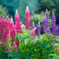 Lupin peren-Lupinus polyphyllus mix