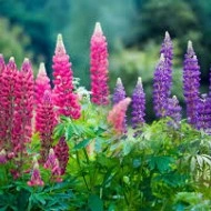 Lupin peren-Lupinus polyphyllus mix - Img 5