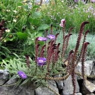 Lysimachia Atropurpurea Beaujolais - Img 2