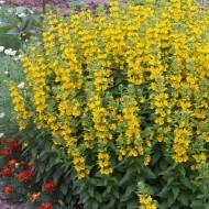 Lysimachia punctata - Img 3
