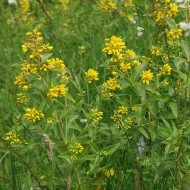 Lysimachia vulgaris - Img 4