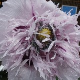 Mac Somniferum Lilac Pompom