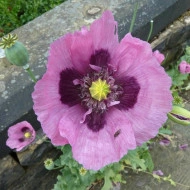 Mac Somniferum Single Lilac - Img 4