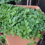 Maghiranul(Origanum majorana)