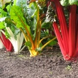 Mangold mix
