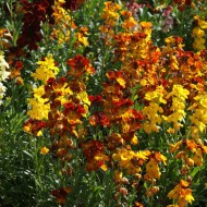 Micsuneaua ruginie-Cheiranthus cheiri Tom Thumb mix