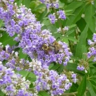 Mielareaua-Vitex agnus castus - Img 5