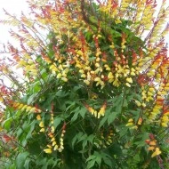 Mina lobata - Img 3