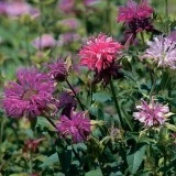 Monarda didyma 'Panorama mix' - Img 2