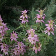 Monarda punctata-Spotted Bee Balm