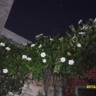Moonflower-Ipomoea alba - Img 8