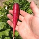 Morcov Atomic Red