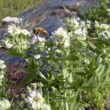 Mountain Mint-Pycnanthemum mix - Img 4