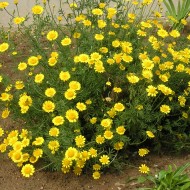 Musetel galben-Anthemis tinctoria