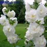 Nalba de gradina Double White