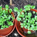 Năsturelul-Nasturtium officianale