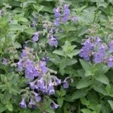 Nepeta mussini-Catmint