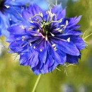 Nigella Damascena Miss Jekyll Dark Blue