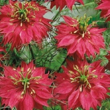 Nigella Damascena Persian Jewels Red