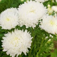 Ochiul boului-Callistephus chinensis Princess alb 